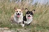 CORGI PEMBROKE 255